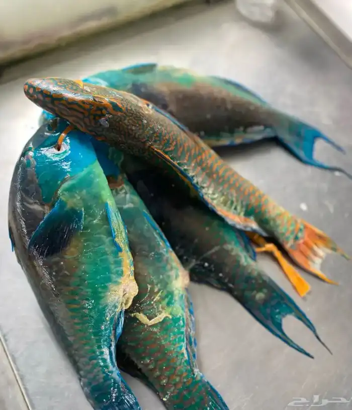 يوجد لدينا أسماك طازة يومية ني وفي جاهز مقلي مشوي المناسبا 7