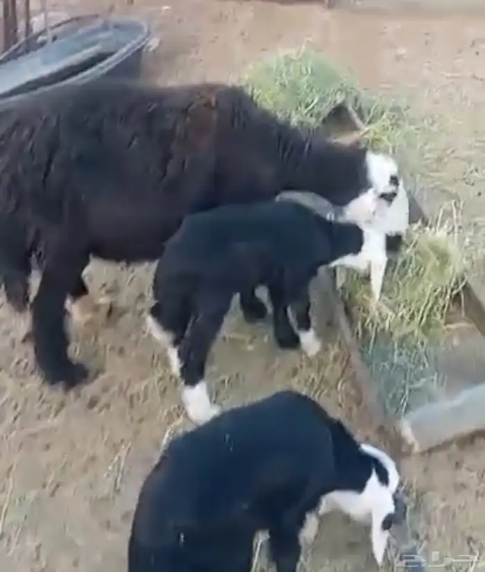 نعجه نجدية متاومه 1