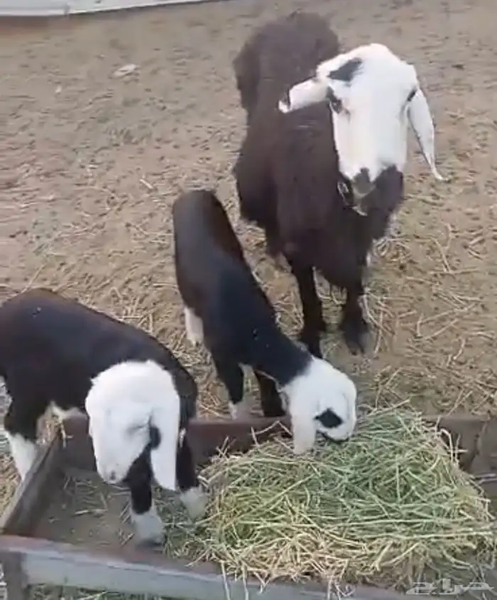 نعجه نجدية متاومه 3