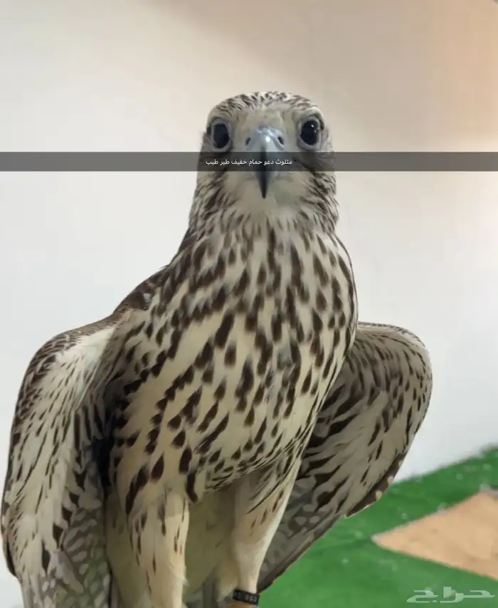 مثلوث حر تفريخ دعو حمام خفيف تصلح لشباب الصغار 0