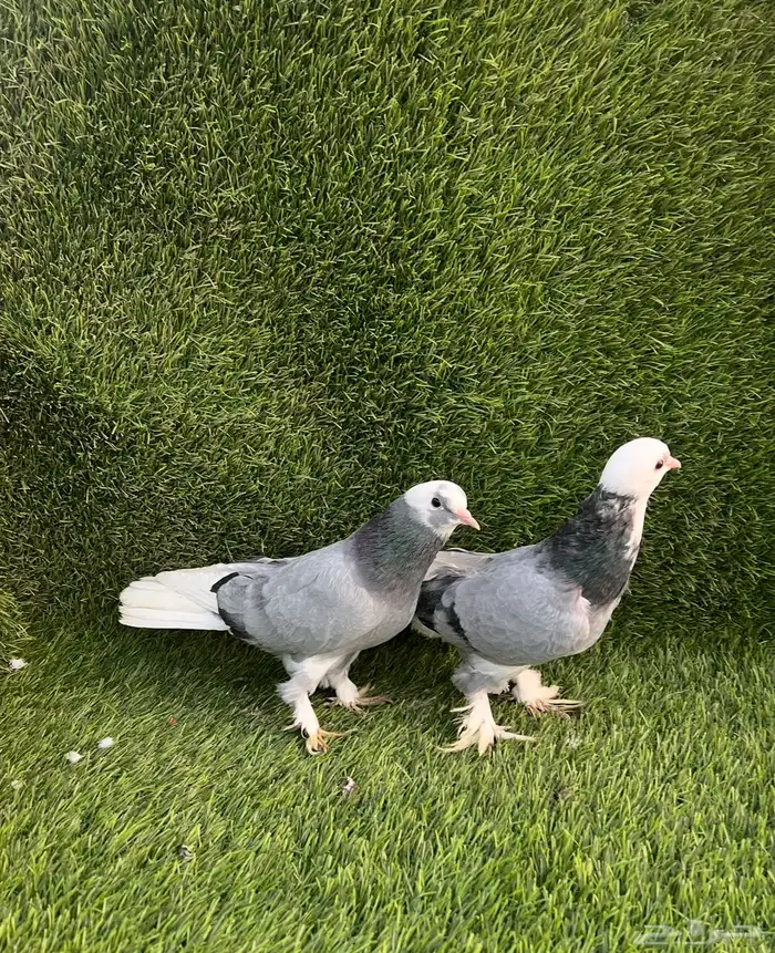 حمام تركي جوز 2