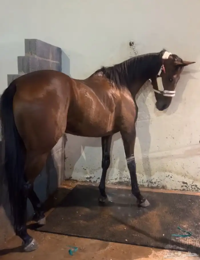 فرس انجليزية ورق 0