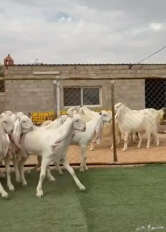 جفار بيض مطورات ناادره 1