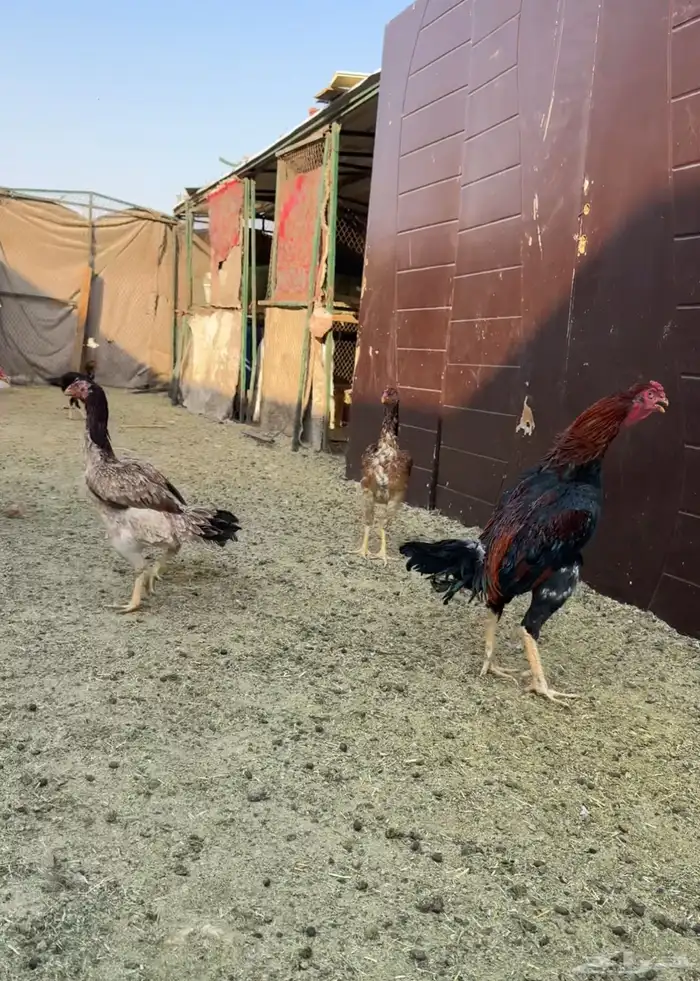 ديك و دجاج شامو يباني للبيع 0