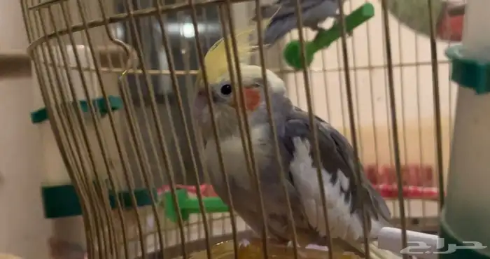 بيع ببغاء كروان انثى 210ريال 0