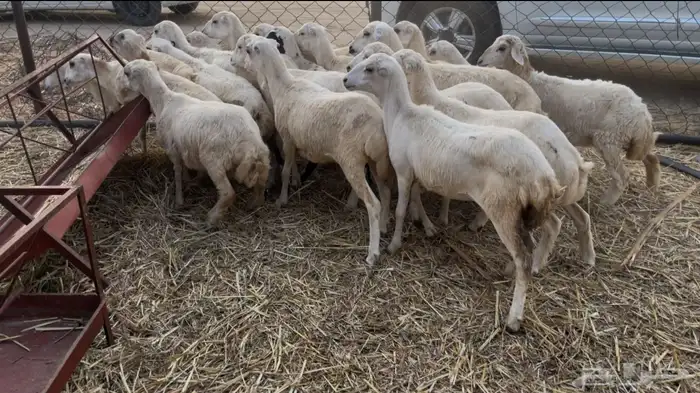 رخال بلدي رفيدي 0