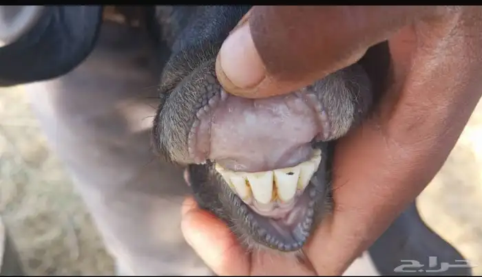 عنزين متاومات للبيع 6