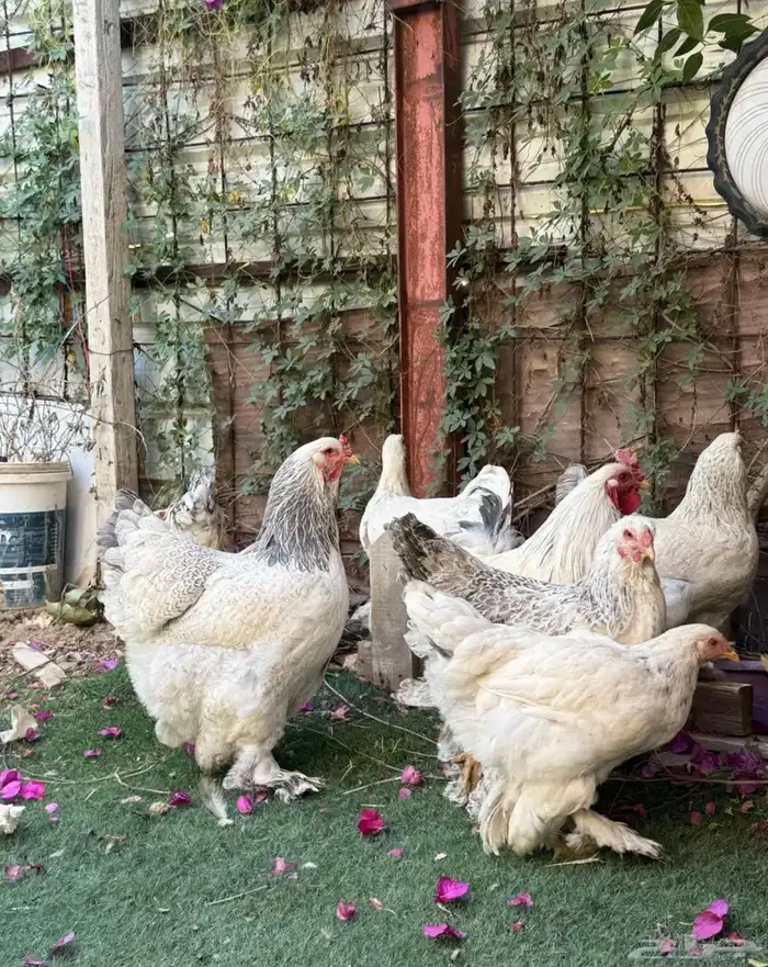 للبيع دجاج براهما 0