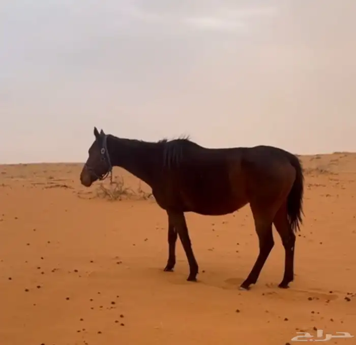 فرس مشروكة لقاح ثقيل على حصان عربي 0