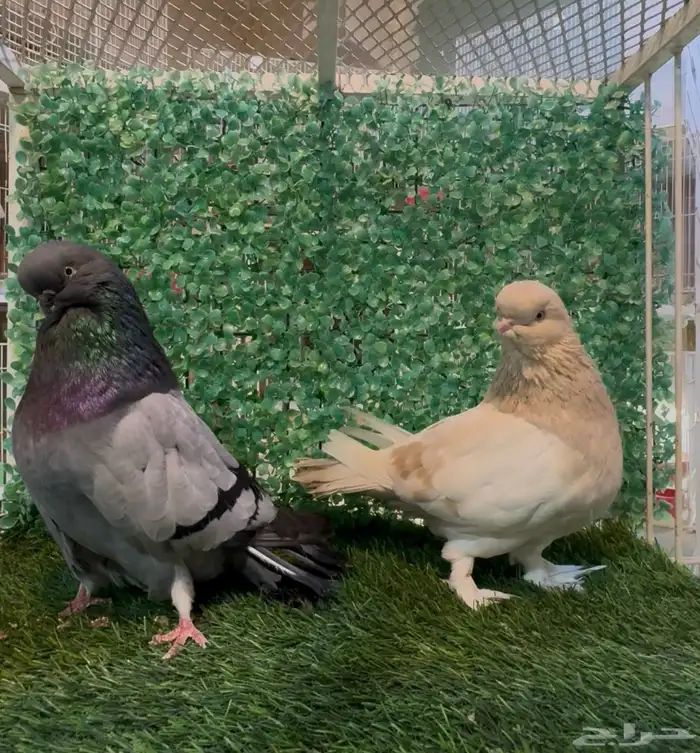 زوج لونق فيس كلين لمن 2