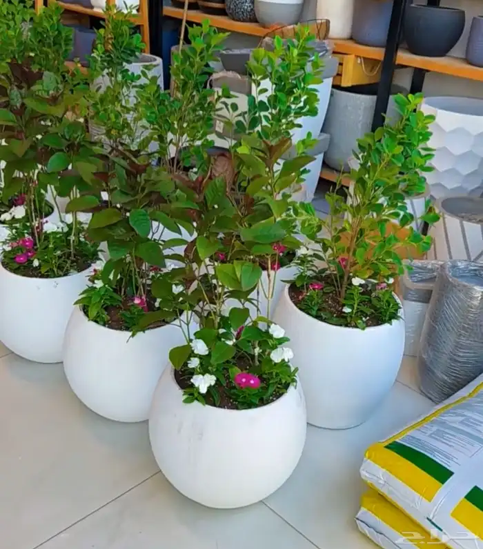 الطائف. الحوية رحاب 13