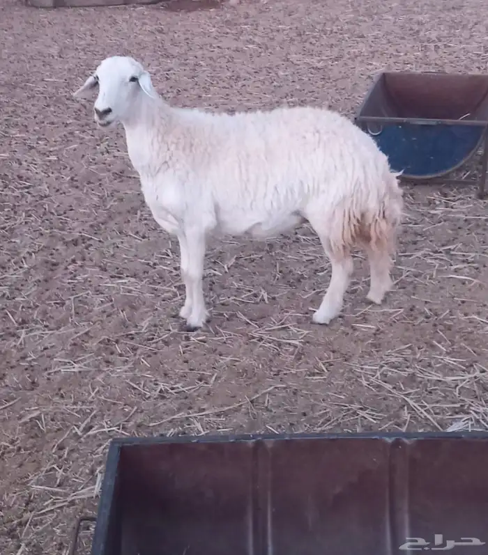 للبيع نعجة حرية 0