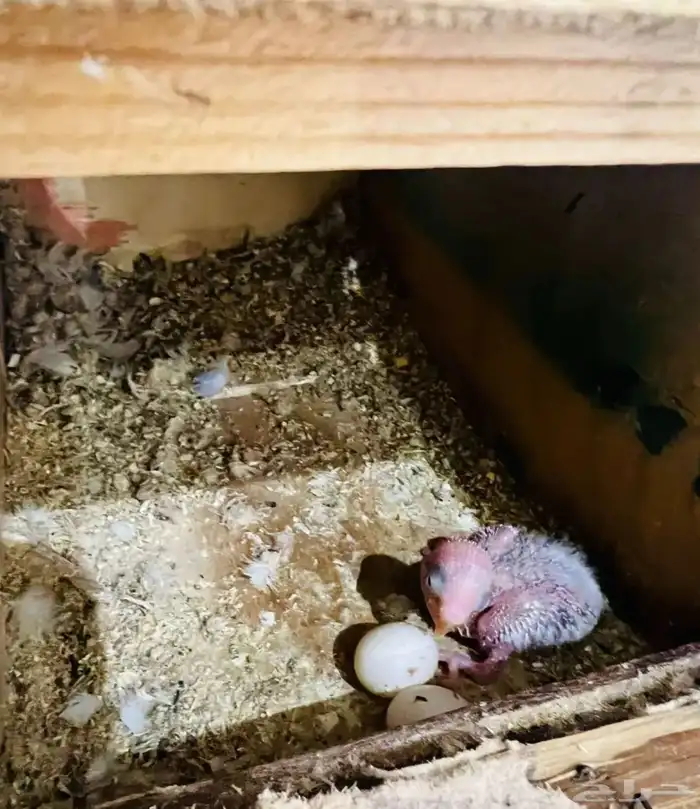 جوز روز منتج 1