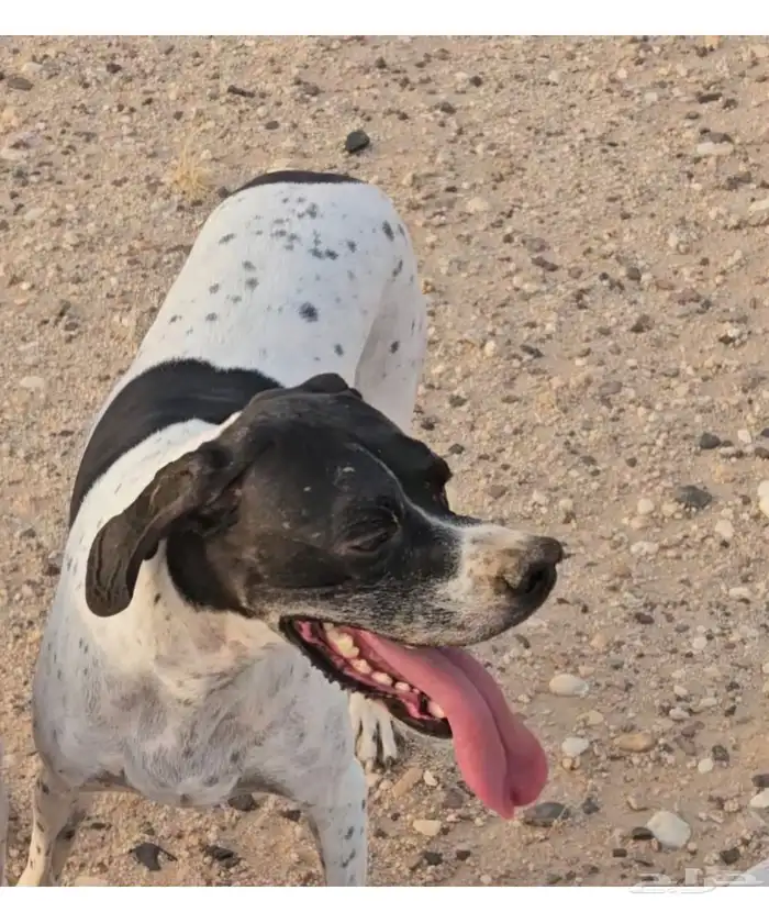 كلب مفقود جائزة 500 ريال 0