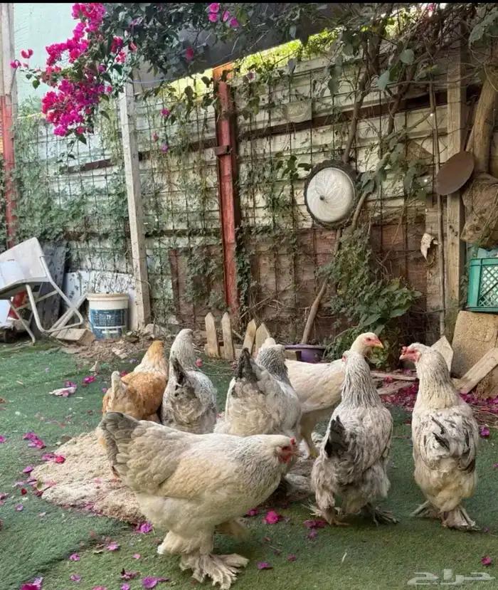 للبيع دجاج براهما 6