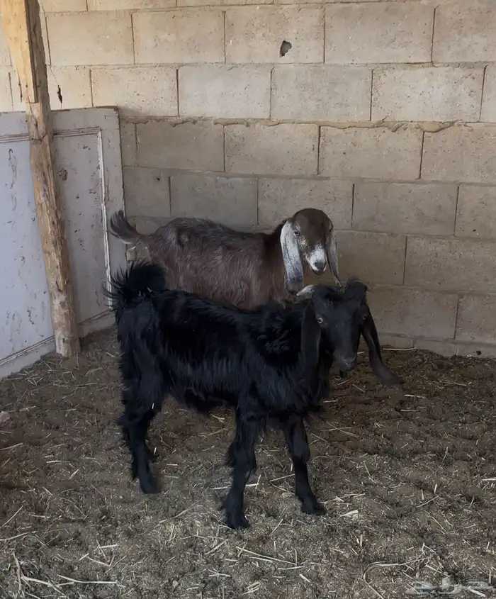 تيوس مخاصي 1