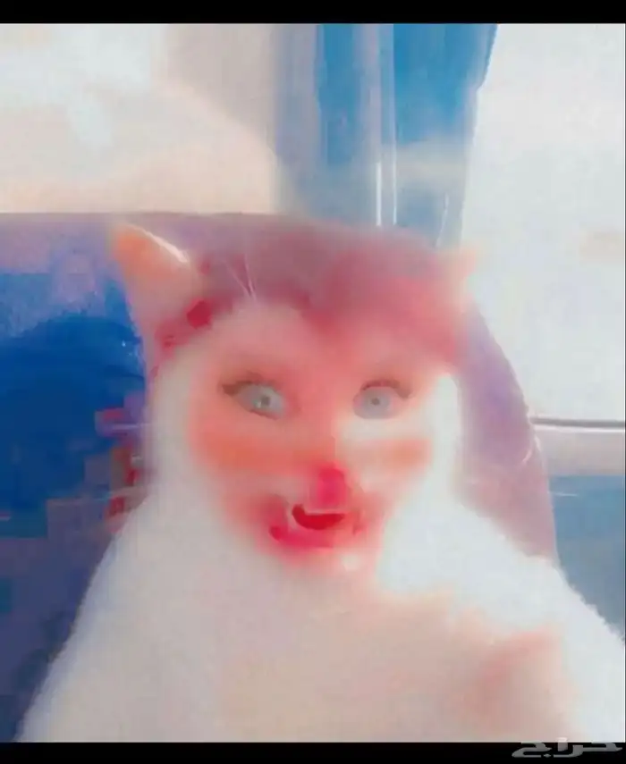 قط تبيني يجنن 6