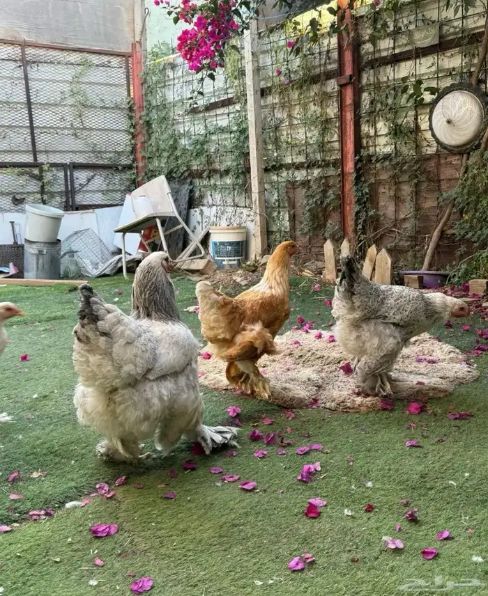 للبيع دجاج براهما 1