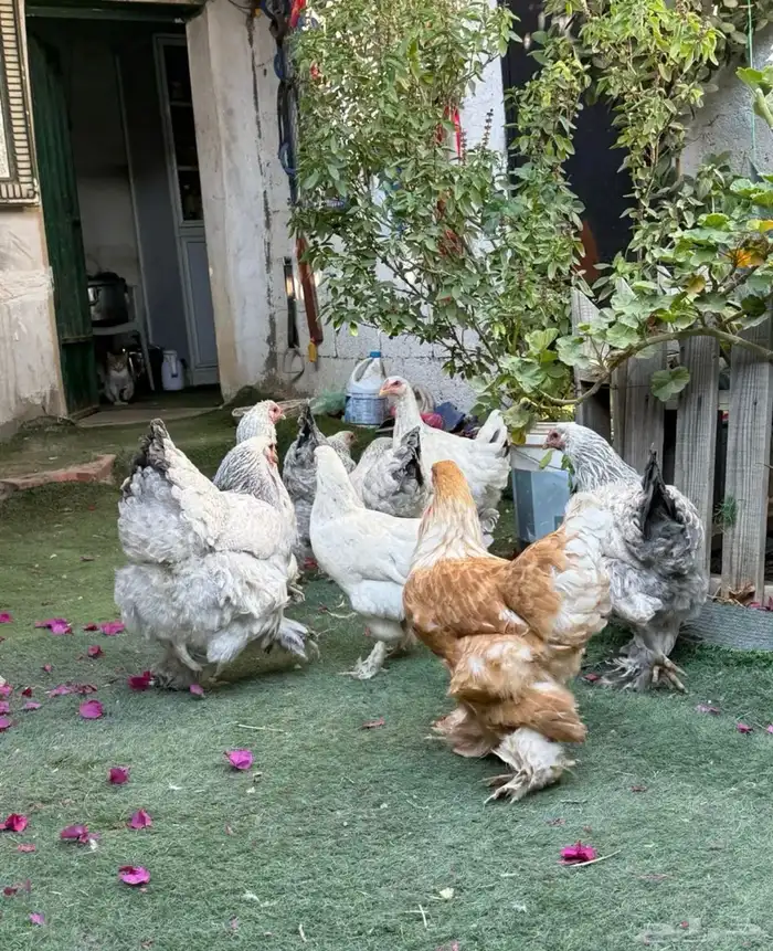 للبيع دجاج براهما 2