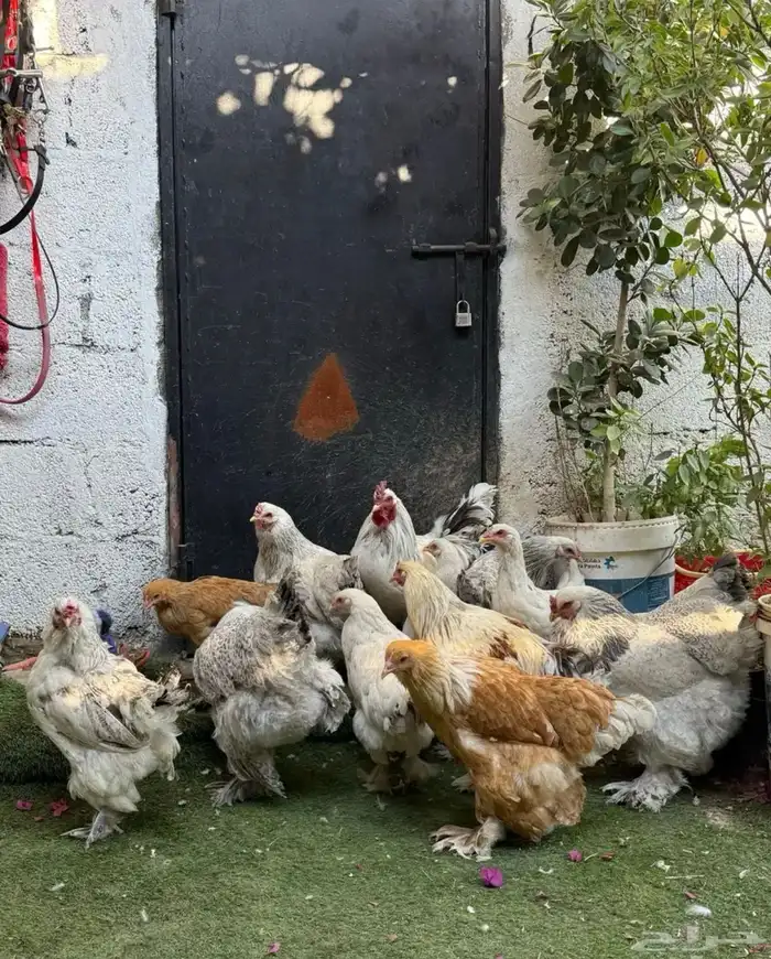 للبيع دجاج براهما 5