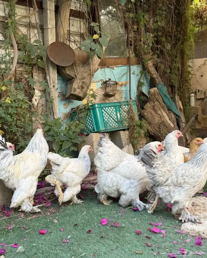 للبيع دجاج براهما 3