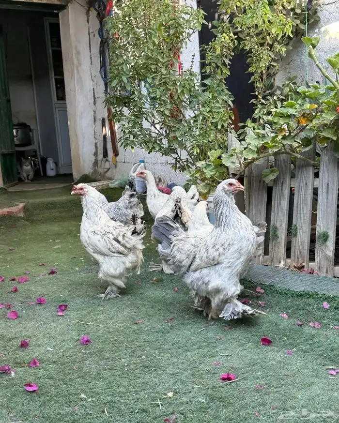 للبيع دجاج براهما 4
