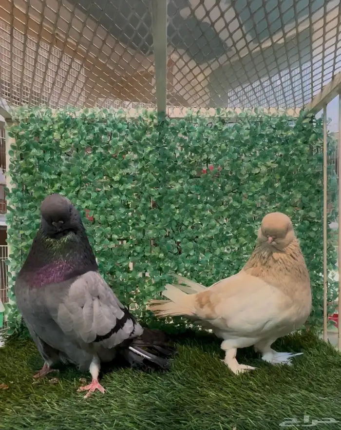 زوج لونق فيس كلين لمن 0