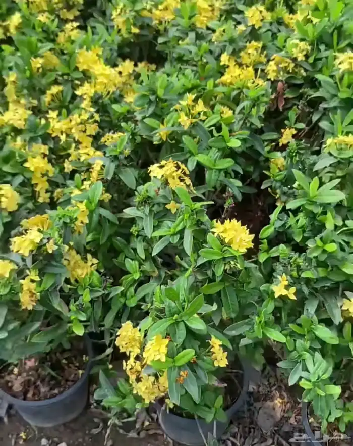 الطائف. الحوية رحاب 15