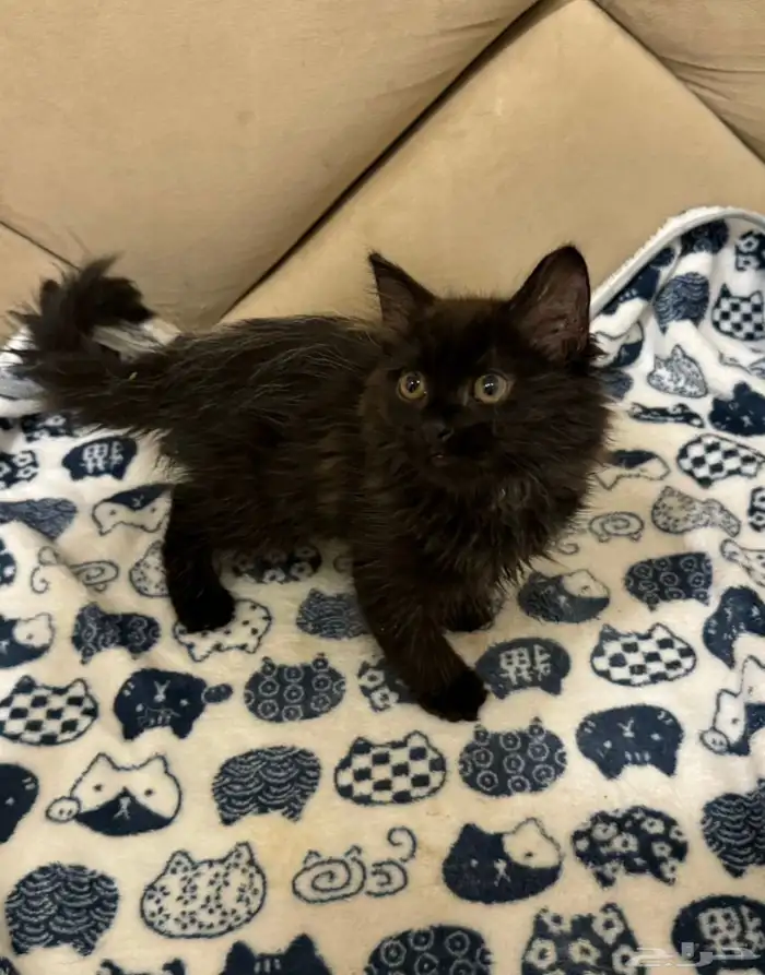 قط شيرازي اسود للتبني 2