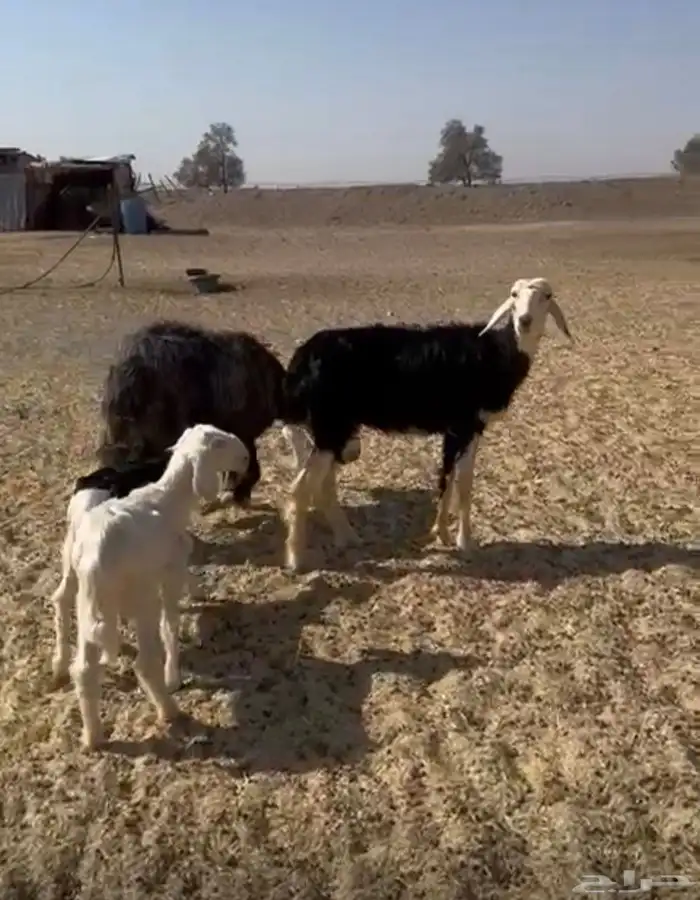 نعاج للبيع. نجد. كل وحده تحتها خروف. 0