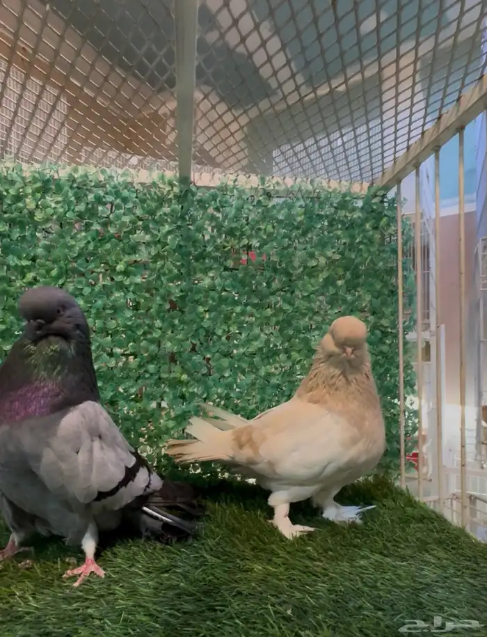 زوج لونق فيس كلين لمن 1