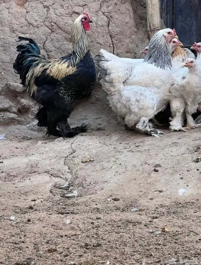 للبيع دجاج براهما 7