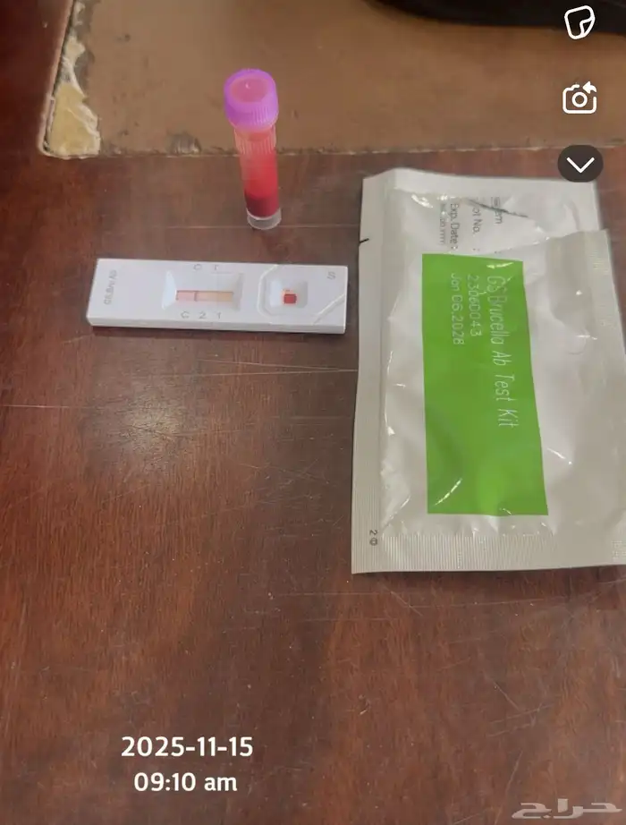 البيع خروف فحل صنف الصنف 5