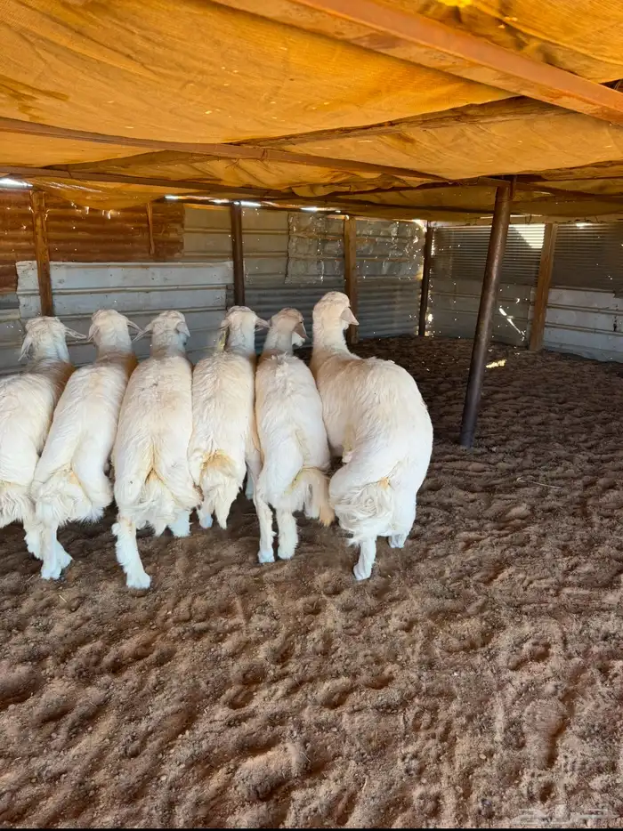 خرفان حريات بريه خاص للزوجات 0