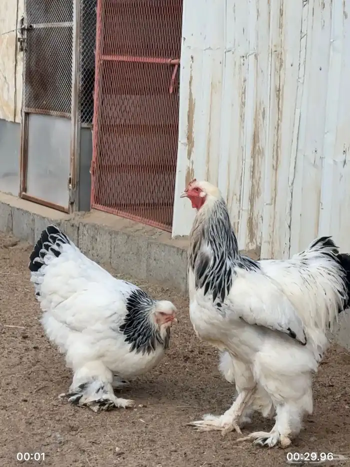3 اطقم دجاج براهما للبيع 1