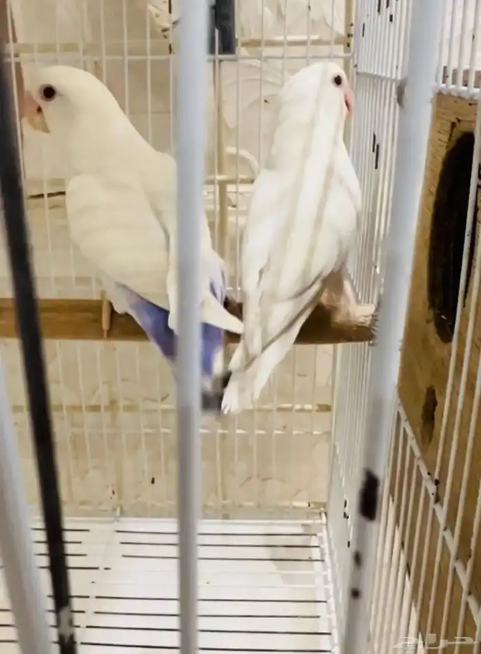 جوز روز منتج 0