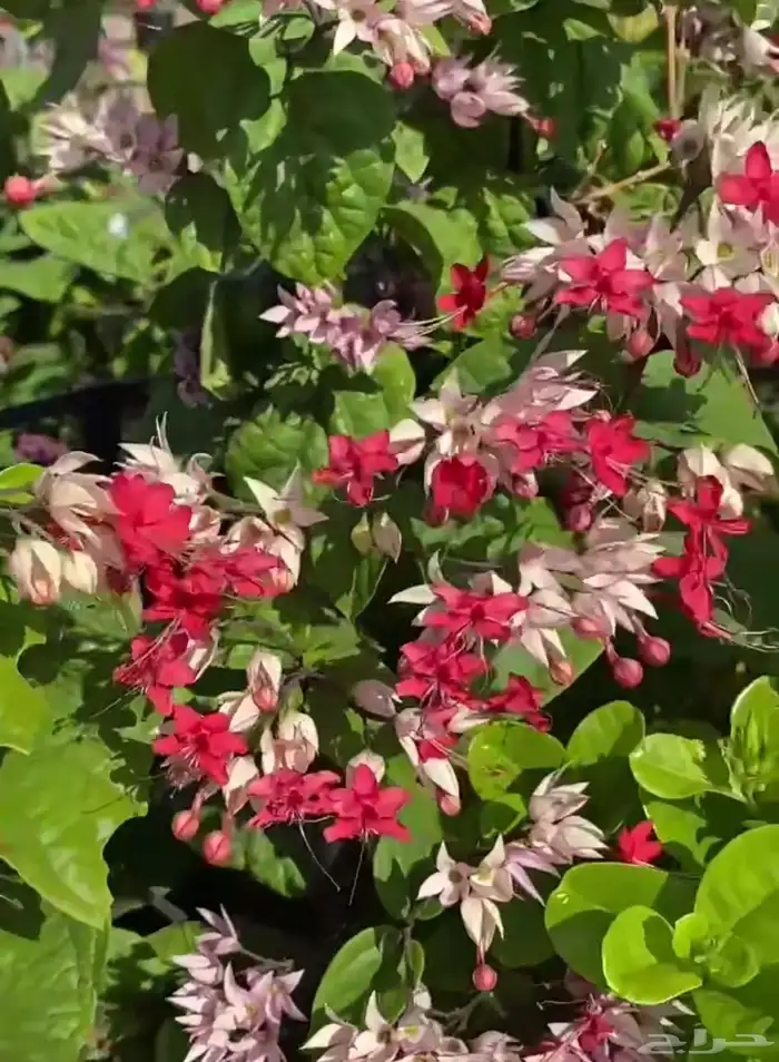 الطائف. الحوية رحاب 19