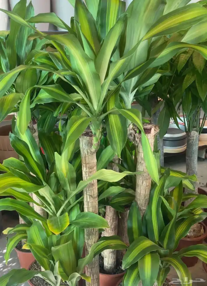 الطائف. الحوية رحاب 27