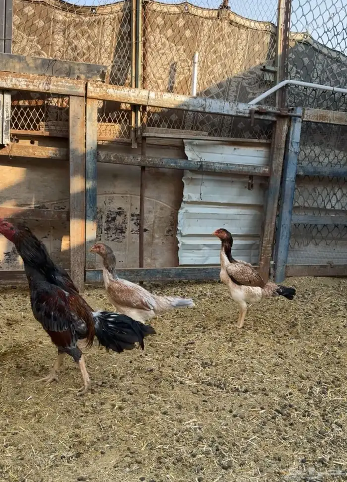 ديك و دجاج شامو يباني للبيع 2