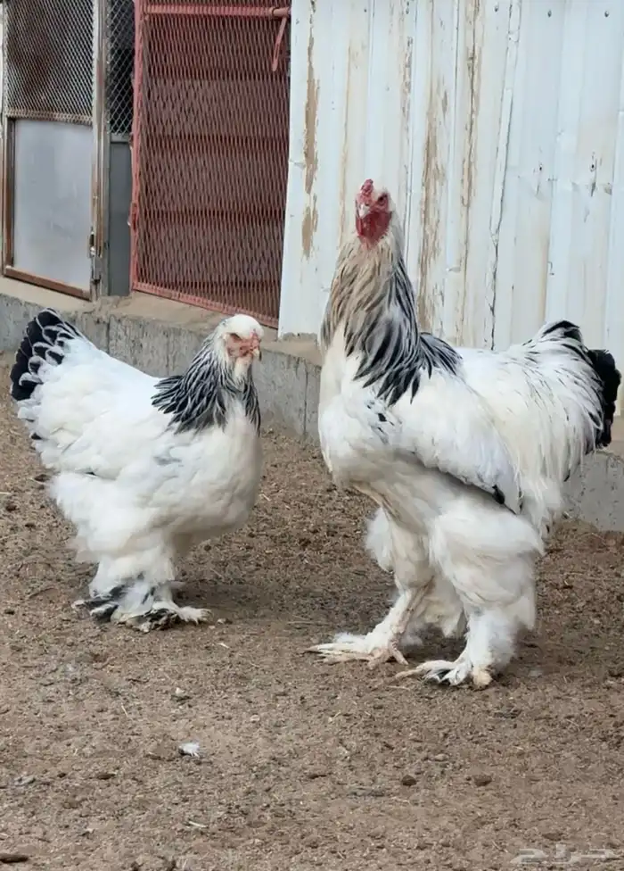 3 اطقم دجاج براهما للبيع 2