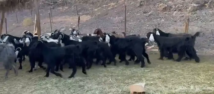 معزاء المراح الواحد واتلاد 2