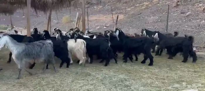 معزاء المراح الواحد واتلاد 1