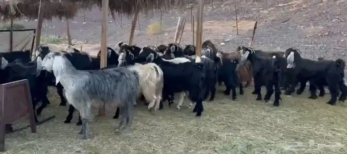 معزاء المراح الواحد واتلاد 0