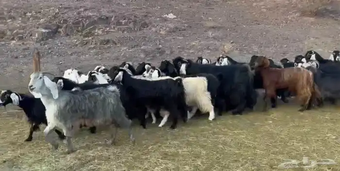 معزاء المراح الواحد واتلاد 3