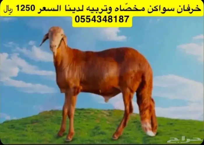 خرفان سواكن مخص اه تربيه شرق خميس مشيط 4