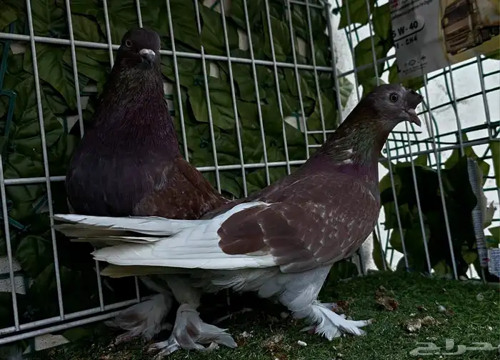 طبه تركي تفاحي 3