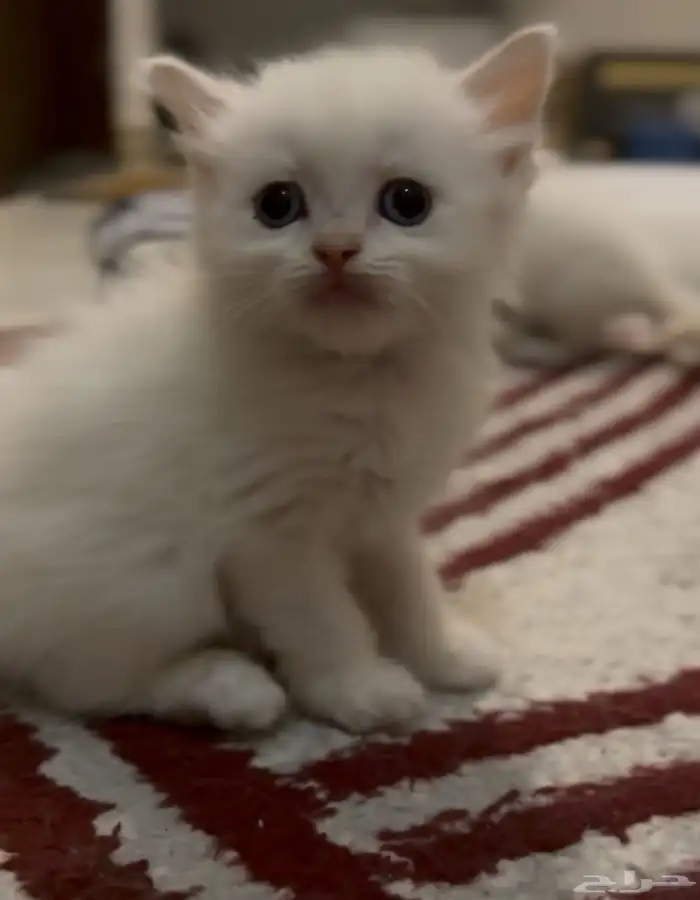 كيتين شيرازي و همالايا 2