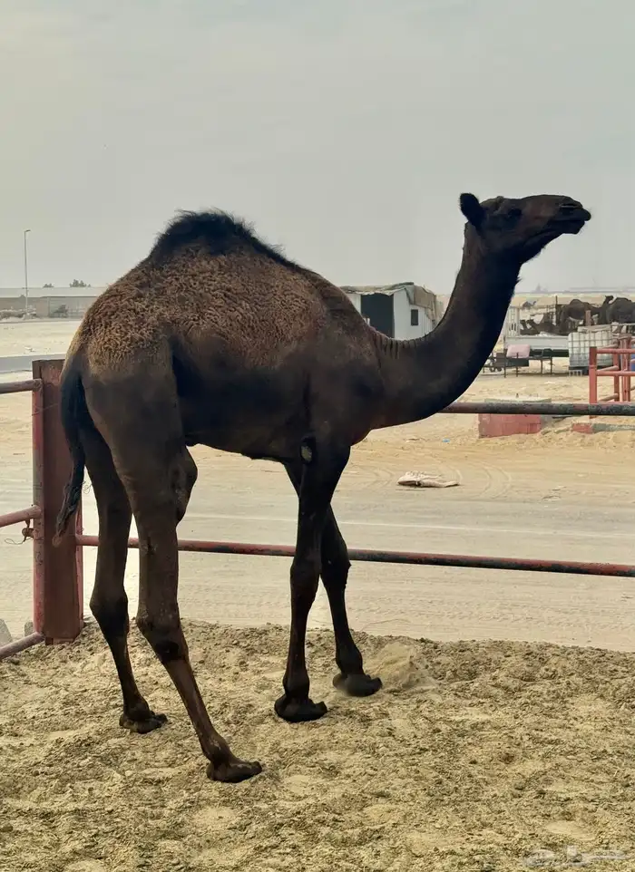 للبيع قعود مجاهيم - عمر سنة 0