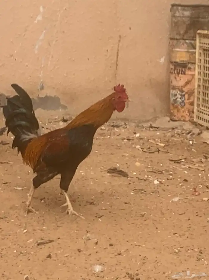 ديك عربي اصيل 2