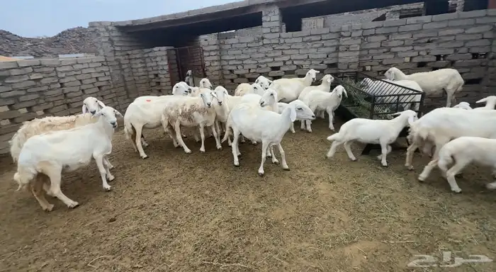 عشرين ضان مقاني بمحافظة الحجرة 2